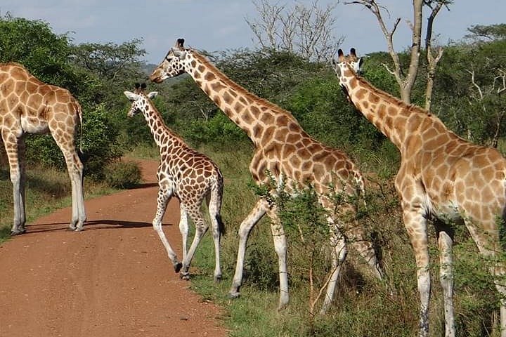 ulendo safaris