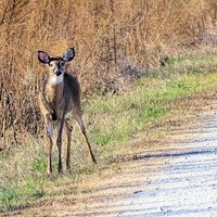 Great Dismal Swamp National Wildlife Refuge (Suffolk) - All You Need to ...