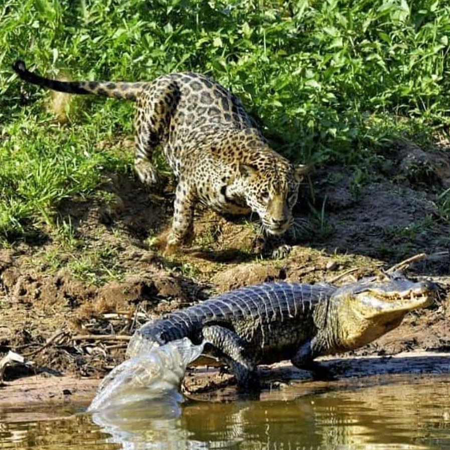 PANTANEIROS TOURS (Cuiaba): 2023 - tutto quello che c'è da sapere