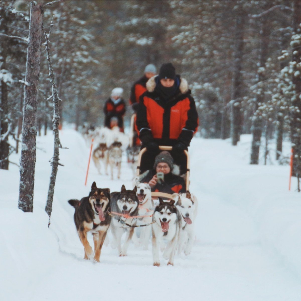 Husky Safari Finland