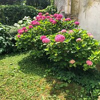 R O S E ed altri fiori ..... 🌷🌺🌹🌸🌻🌼