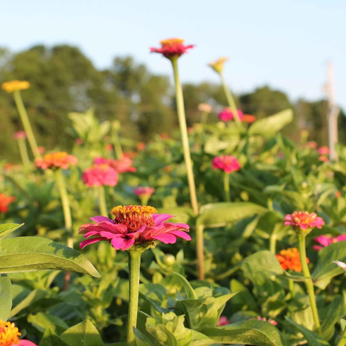 White's Creek Flower Farm (Beaverton) - All You Need to Know BEFORE You Go