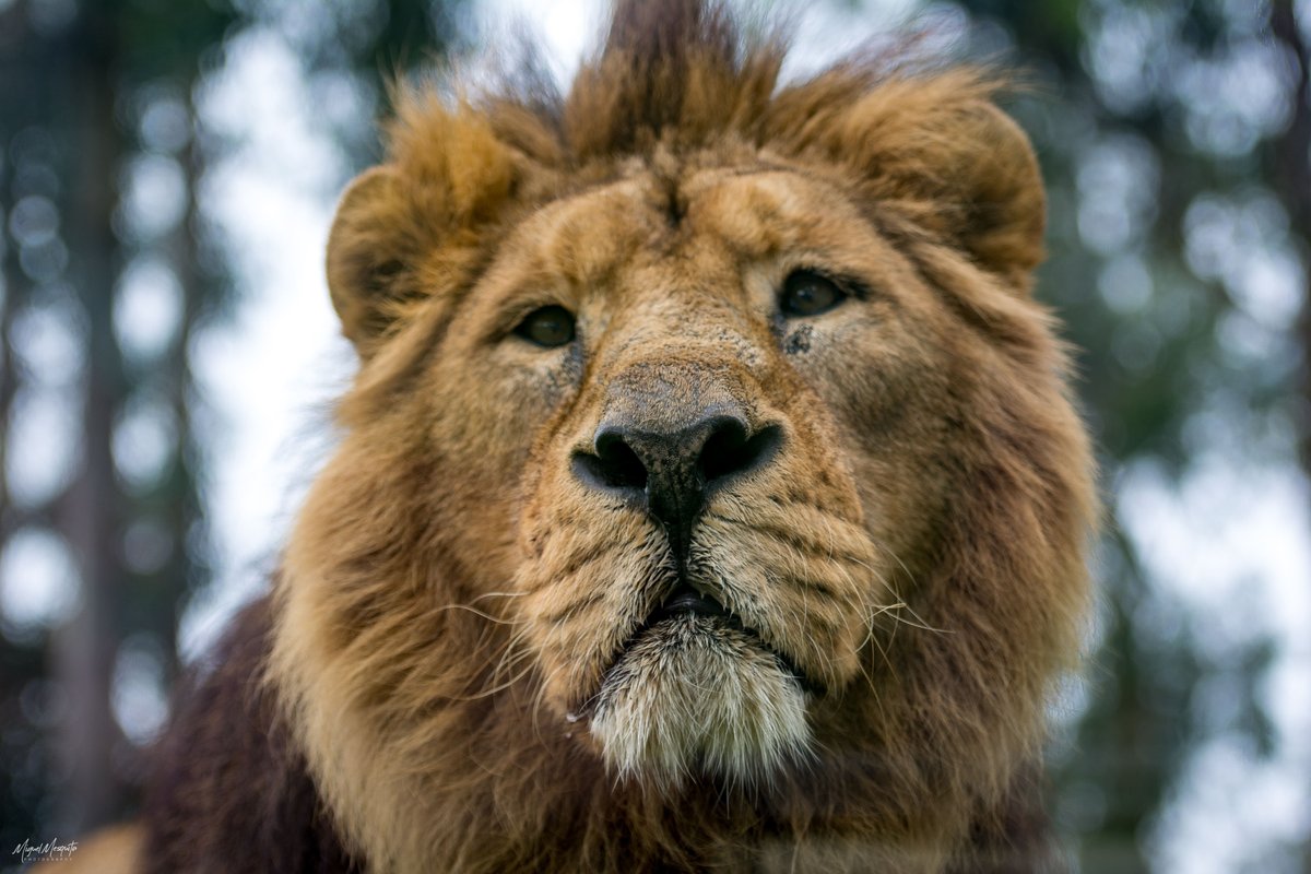 Zoo Santo Inácio, Вила-Нова-де-Гайя: лучшие советы перед посещением -  Tripadvisor