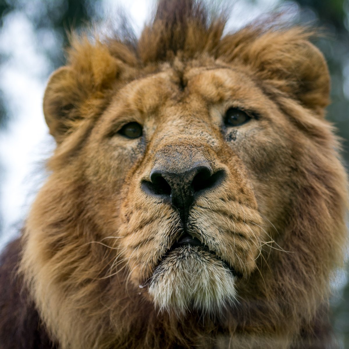 Zoo Santo Inácio, Вила-Нова-де-Гайя: лучшие советы перед посещением -  Tripadvisor