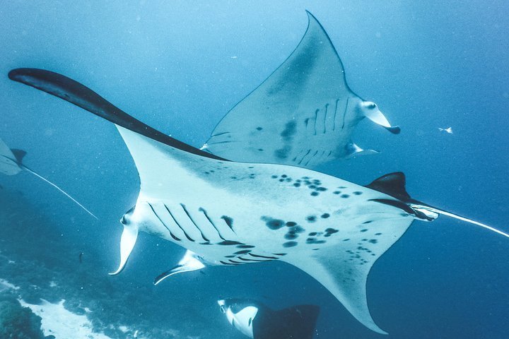 2024 Snorkeling With Mantas Provided By Dive Manta Lembongan