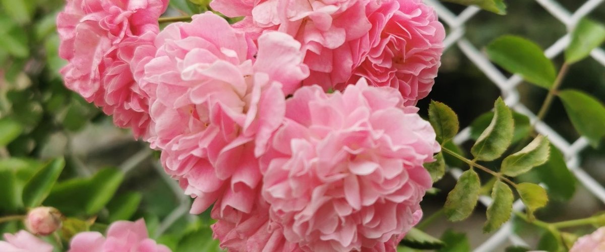 Conjunto de rosas. 