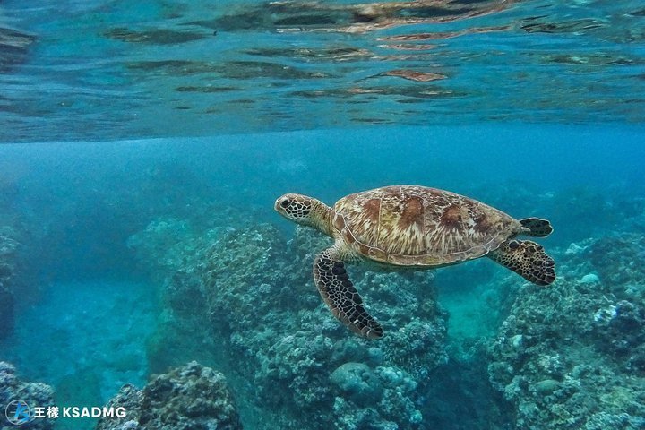 2024 Turtles accompany you, Little Ryukyu canoe snorkeling