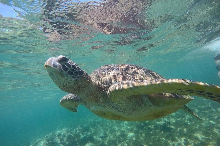 2024 Apo Island:Swimming with Sea Turtle (Dumaguete Daytour) (Philippines)