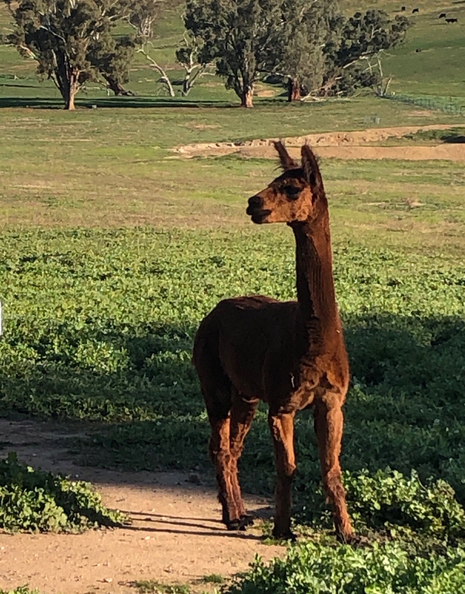 HILLVIEW FARMSTAY (Gundagai) - B&B Reviews, Photos, Rate Comparison ...