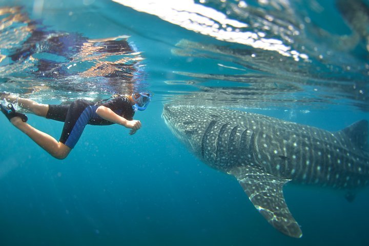 2024 All-Inclusive Sailing Cruise & Swim with Whale Sharks Tour from ...