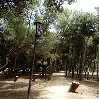La pineta