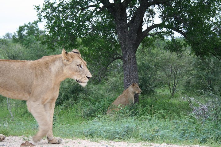 Tripadvisor | Full-Day Big 5 Safari Van Hazyview Aangeboden Door Kruger ...