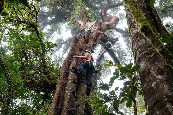 Monteverde Tree Climbing Experience