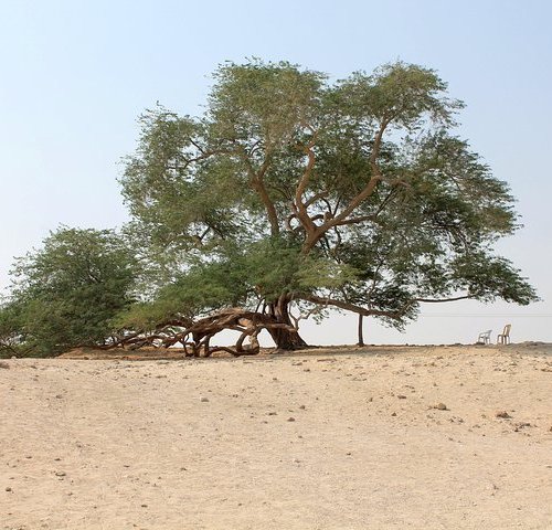 Wat te doen in Bahrein: de beste activiteiten - Tripadvisor