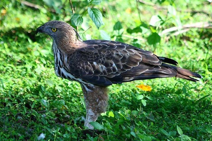 2024 (Negombo) Day Tour in Muthurajawela & Anawilundawa with a Bird ...