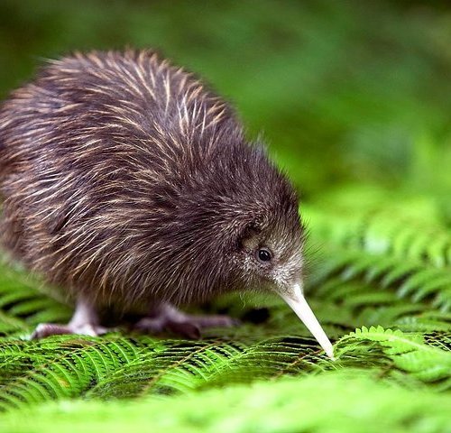 THE 15 BEST Things to Do in Akaroa - 2023 (with Photos) - Tripadvisor