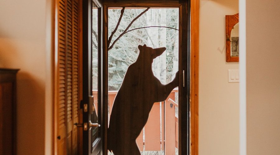 our Yogi bear screen door!