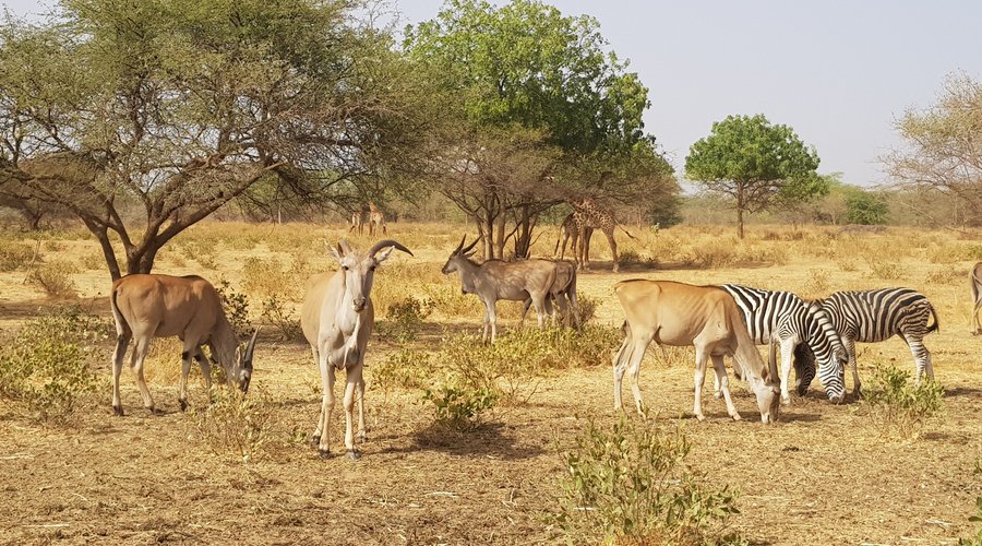 La savane face à la terrasse du Lodge du Ranch de Bandia