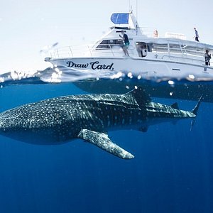 best whale shark tours exmouth
