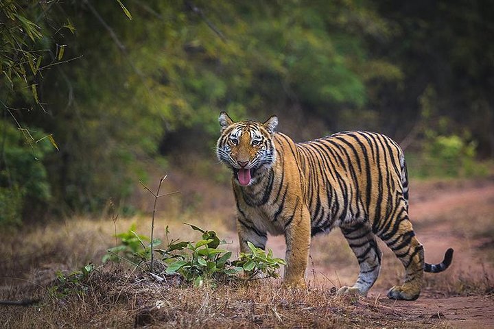 Tripadvisor Tiger Safari Au Parc National Bandhavgarh Proposé Par