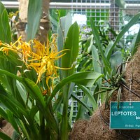Leptote Jardin Botanique de Tourcoing