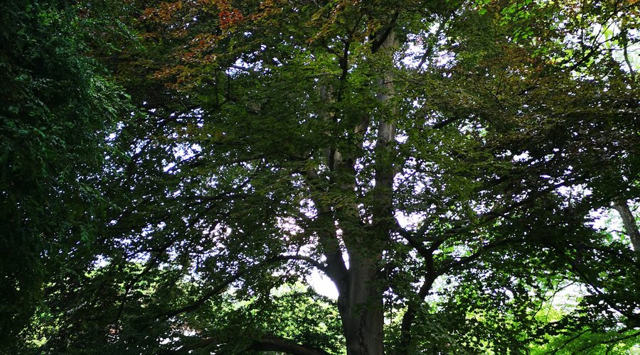 Kurpark: seltene, alte Bäume.