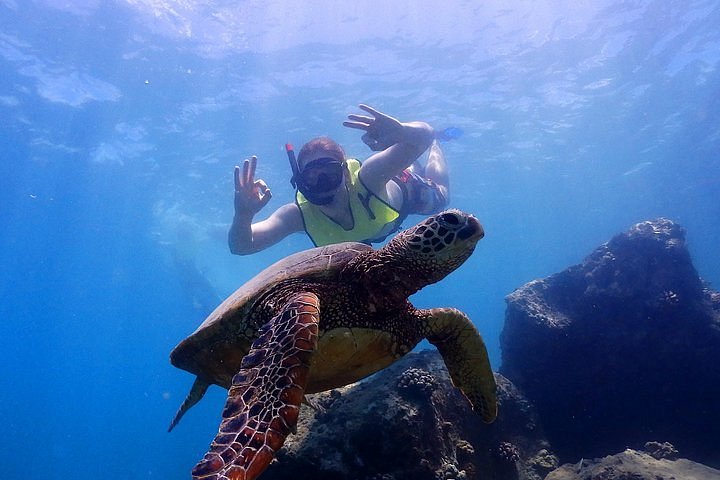 2023 North Shore Turtle Cove Guided Snorkeling Tour