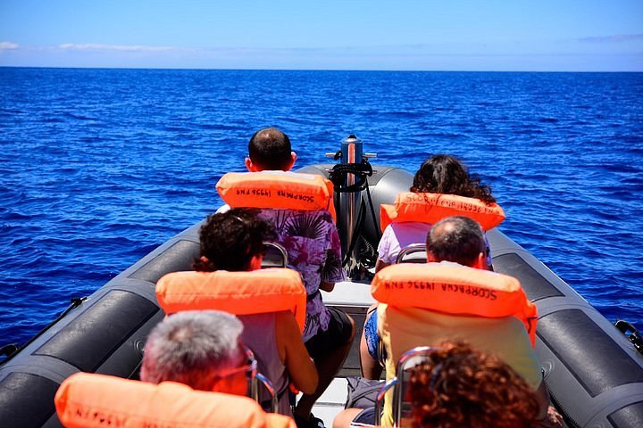 Where Can I Watch Boat Trip For Free 2023 Whale and dolphin watching boat trip