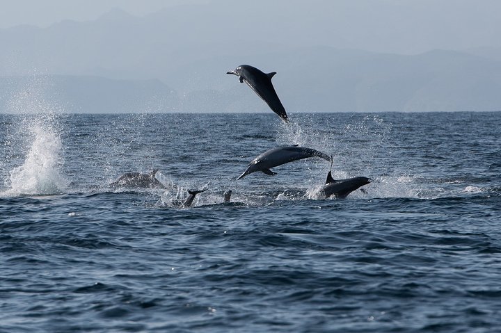 2024 Muscat Dolphin Watching And Snorkeling