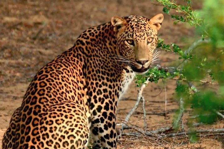 2024 Wild-Life Tour Of Sri Lanka - 10 Days Provided By Sigiritrip Tours