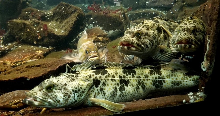 Groupers