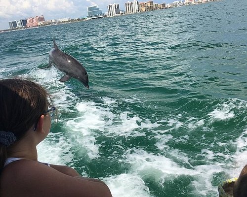 dolphin tours in clearwater beach