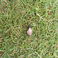Snails