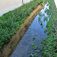 La roggia Boniforti