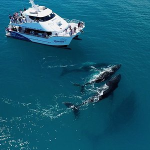 whalesong cruises hervey bay queensland