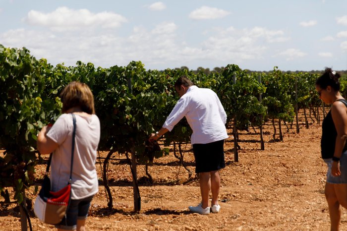 Imagen 10 de Bodegas Vi Rei