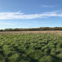 Over the high grass, which makes for great bird watching.