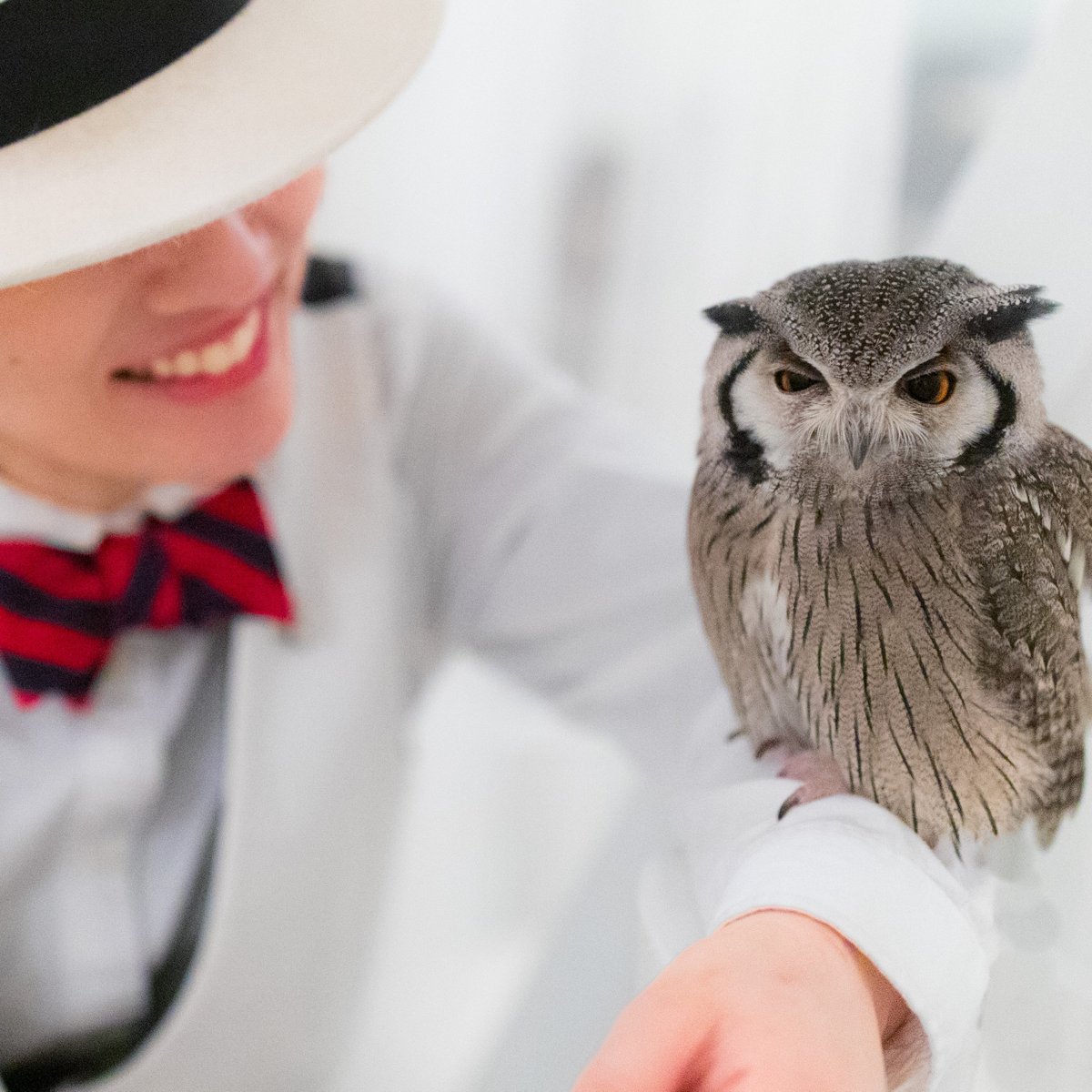 Owl Cafe Akiba Fukurou Chiyoda All You Need To Know Before You Go