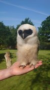 The Cumberland Bird of Prey Centre just outside Carlisle