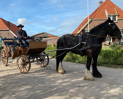 Horizontaal Door alias DE 10 BESTE Tochten met paard en wagen in Nederland - Tripadvisor