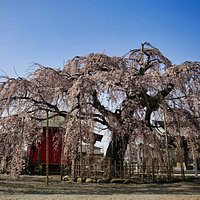 延命寺:枝垂れ桜の全体像。ぐるりと1周してみましょう。