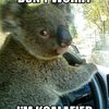Koalafied Koala