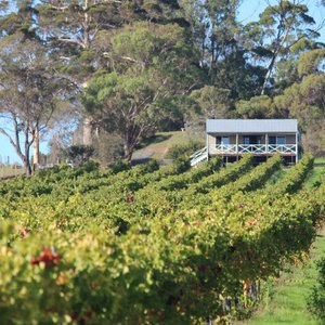 Vineyard walk with view of The Sleeping Lady chalet 