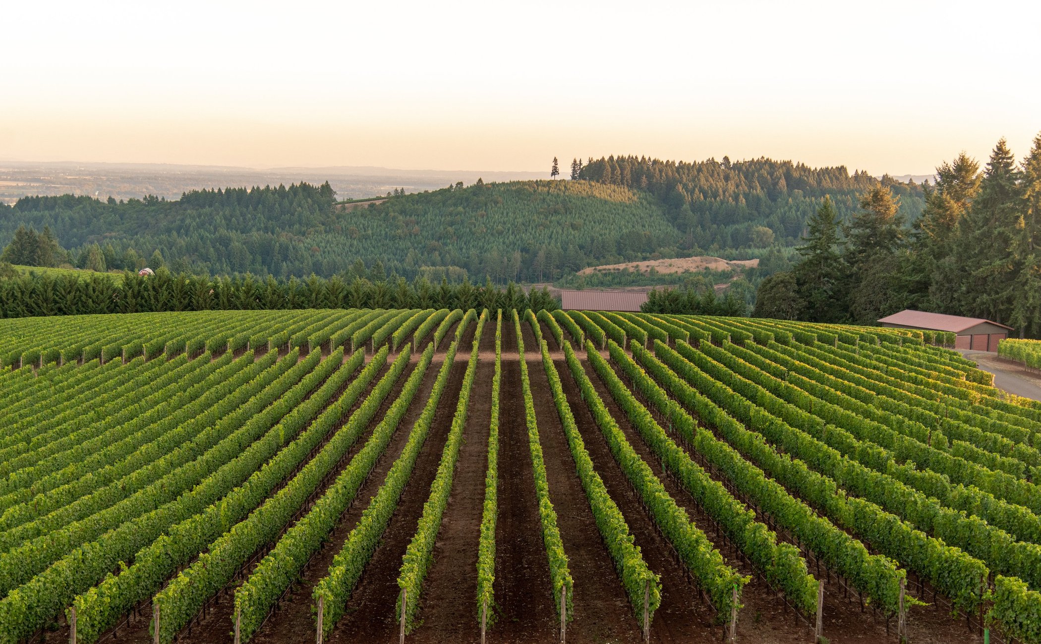 Black Walnut Inn & Vineyard by null