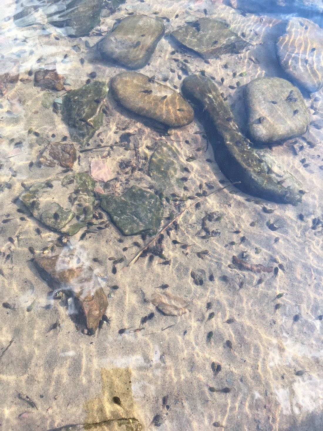 Escape To Tranquility: Kittatinny Campground, Barryville NY