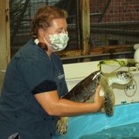 Georgia Sea Turtle Center (Jekyll Island) - All You Need to Know BEFORE ...