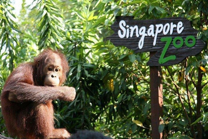 コレクション シンガポール動物園 ベビーカー