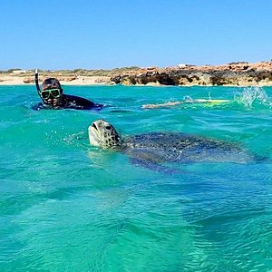 turtles tours western australia