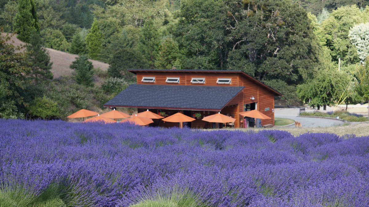 The English Lavender Farm - All You Need to Know BEFORE You Go (2024)