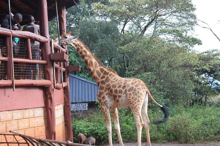 Giraffe Center Breathtaking Tour Nairobi Kenya   Caption 